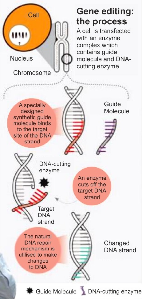 Gene Editing Process